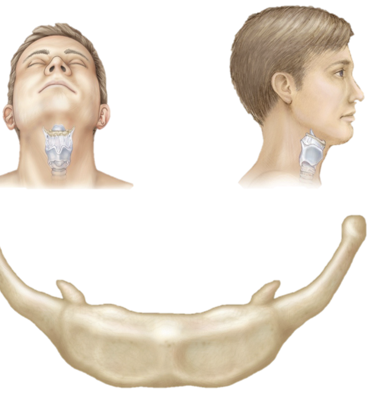 <p><span><span>a small, U-shaped "floating" bone in the front of the neck between the chin and thyroid cartilage, crucial for anchoring tongue, larynx, and throat muscles</span></span></p>