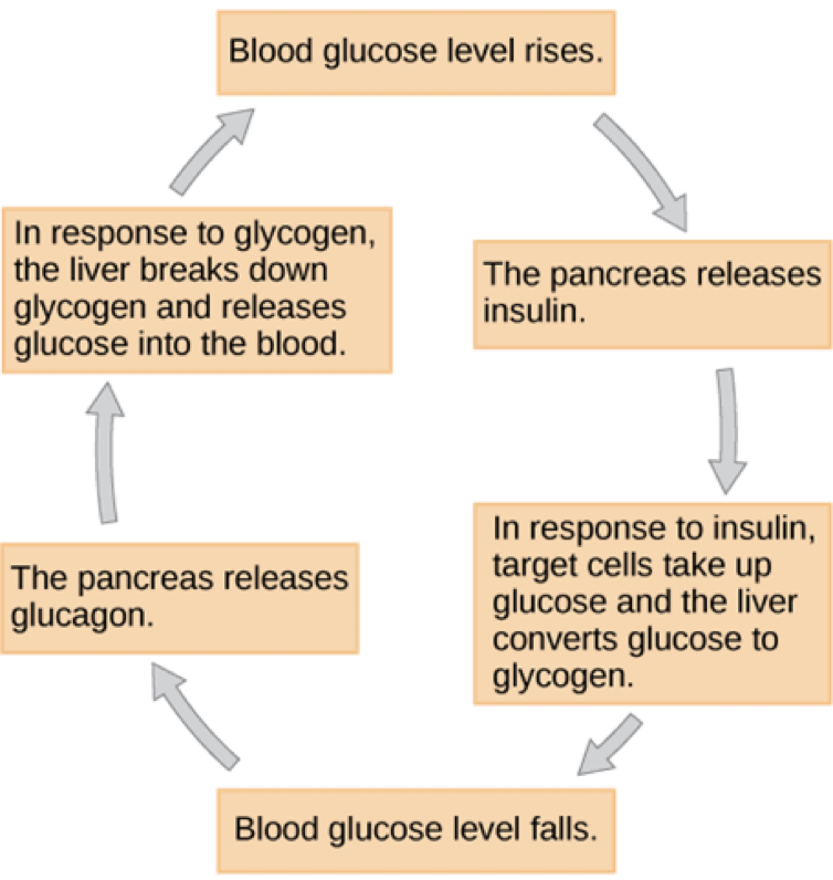 <p>Insulin</p><ul><li><p>produced by beta cells pancreas</p></li><li><p>lowers blood sugar by making cells take up more</p></li></ul><p>Glucagon</p><ul><li><p>Antagonist to insulin</p></li><li><p>produced by alpha cells pancreas</p></li><li><p>raises blood sugar by breaking down glycogen in liver</p></li></ul>