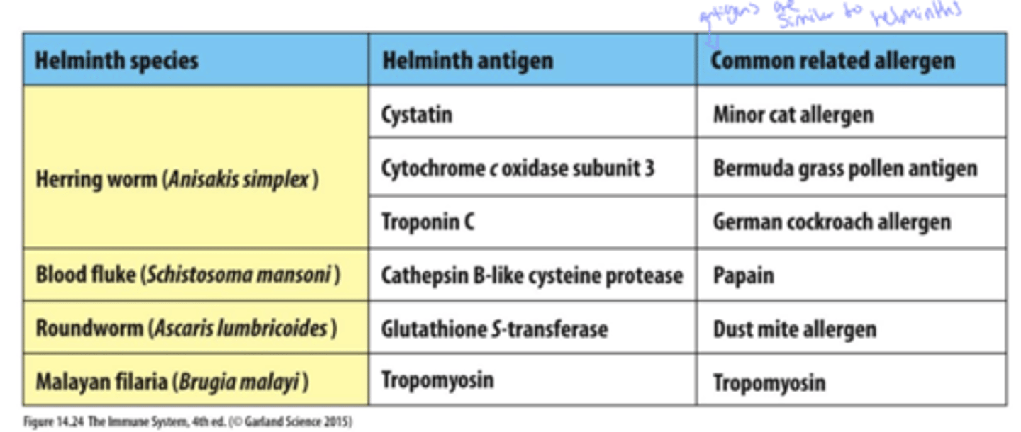 <p>A: Cross-reactivity of similar antigens</p><p>in simple terms, common allerens tend to be chemically similar to helminths (ex: peanuts)</p>