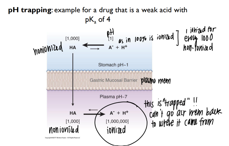 <p>acidic environ OUTSIDE cell → drugs stays intact, crosses membrane </p><p>neutral environ INSIDE → drug IONIZES and can’t leave the cell <span data-name="slightly_smiling_face" data-type="emoji">🙂</span> </p>