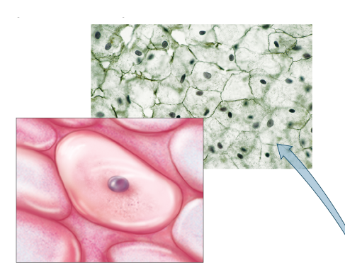 <p>What tissue is this?</p>