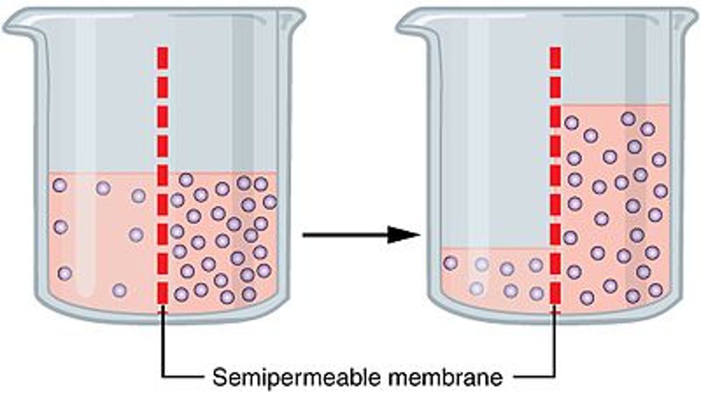 <p>1. Water with a solute (something dissolved into the water, like salt) will move across the membrane if the other side of the membrane has more solute. </p><p>2. This will occur until the water on both sides of the membrane has the same concentration of solute.</p><p>3. This is a form of passive transport</p><p>The solute does not pass through the membrane, the water does</p><p>A good way to think about it:</p><p>If there is more solute in the water, the water molecules have more stuff blocking them from moving through the membrane. If there is less solute in the water, more water molecules will pass through because there is less stuff blocking them. This balances out so the sides have the same solute per water.</p>