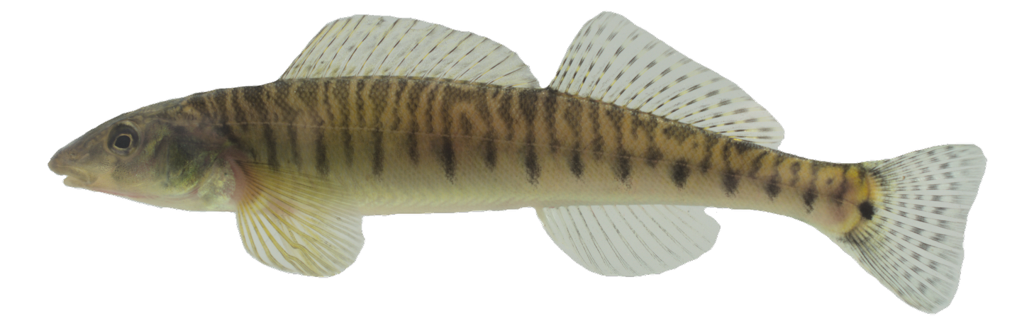 <p>Percidae;</p><p>Logperch;</p><p><span><span>Percina caprodes</span></span></p>