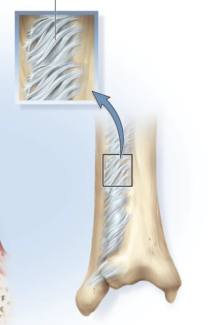 <p>fibrous joint - the fibers are longer and the attached bones are more mobile</p>