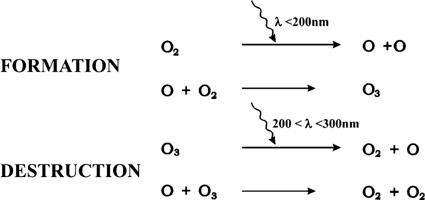 <p><strong>creation:</strong> an oxygen molecule is split by a photon of light ( higher frequency UV light) into 2 oxygen atoms, the atomic oxygen produced quickly reacts with another oxygen molecule to reform ozone</p><p><strong>destruction: </strong>if an oxygen and an ozone molecule meet,they recombine to form 2 oxygen molecules </p>