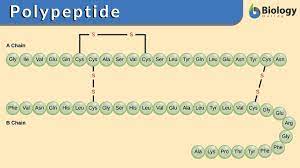 <p>A polymer of many amino acids linked together by peptide bonds. </p>