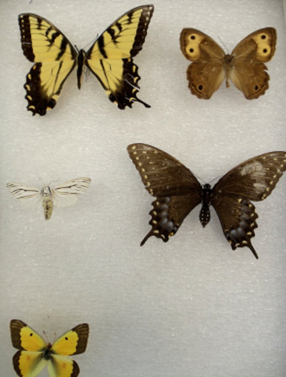 <p>-lepídos = scale, ptera = wings)</p><p>-Insect group with 2 pairs of wings covered in tiny scales and tubular mouthparts (proboscis) for siphoning nectar</p><p>-moths and butterflies.</p>