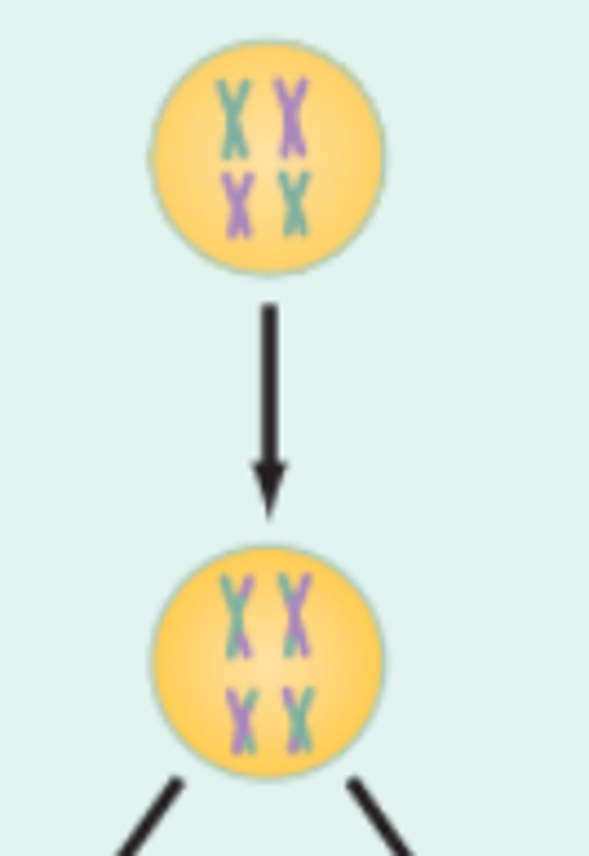 <p>a process in which genetic material is</p><p>exchanged between pairs of</p><p>chromosomes during meiosis.</p>