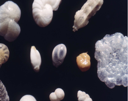 <p>Phylum Granuloreticulosa “Foraminferan”</p>