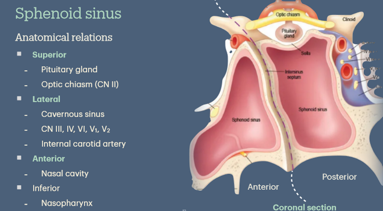 <p>Optic chiasm is where the optic nerves (cranial nerve II) from both eyes partially cross</p><p>Cavernous sinus is where lots of veins meet behind the eye</p>
