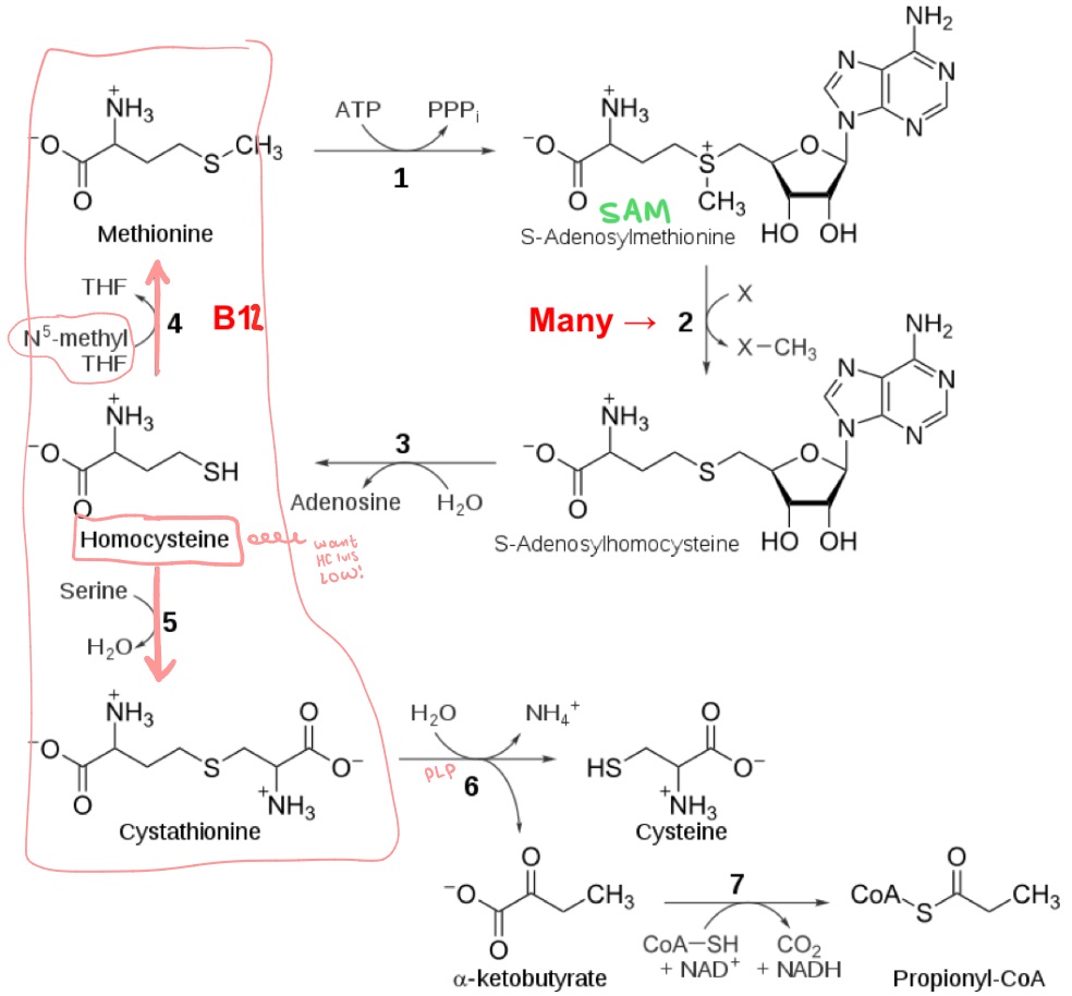<p>When homocysteine levels are high, 2 pathways to rid of?</p>