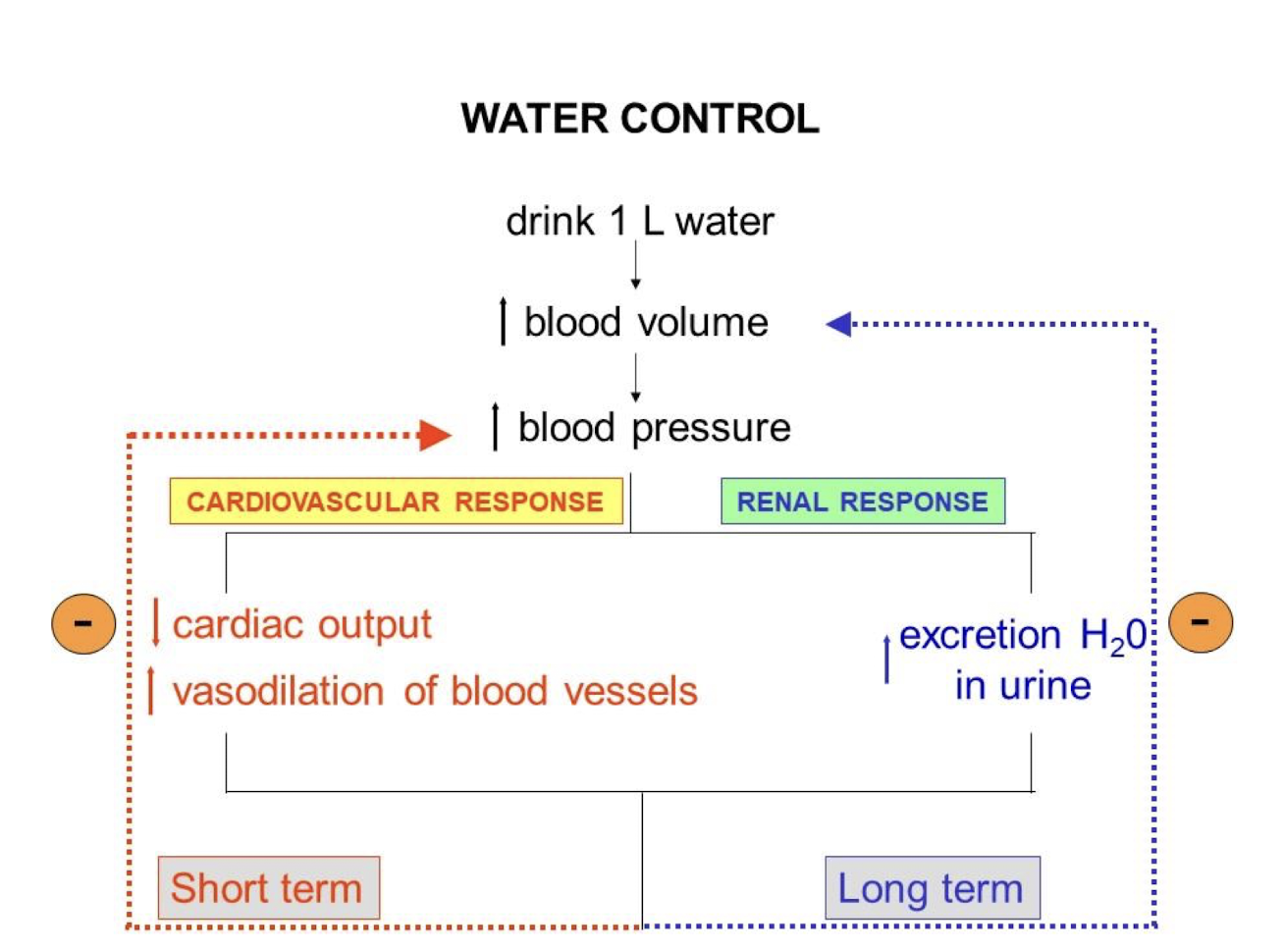 <ul><li><p>Short Term:</p><ul><li><p>Increase in volume of water in body → pressure sensors detect change in pressure due to said increase → triggers a decrease in cardiac output and an increase in blood vessel diameter → decreased volume of blood flows out of the heart → decreased blood pressure</p></li></ul></li><li><p>Long Term:</p><ul><li><p>Increase in volume of water in body → pressure sensors detect change in pressure due to said increase → triggers an increase in amount of water excreted by kidney → decreased blood pressure</p></li></ul></li></ul><p></p>