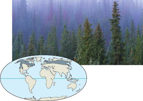 <p>Forests with mostly coniferous (cone-bearing) trees that can tolerate cold winters and short growing seasons. Needles of coniferous trees are adapted to tolerate freezing temperatures, so they stay on all year (evergreen).</p><p>Cold temperature, waxy, tough needles that don&apos;t break down easily both contribute to slow decomposition and low soil nutrient levels.</p>