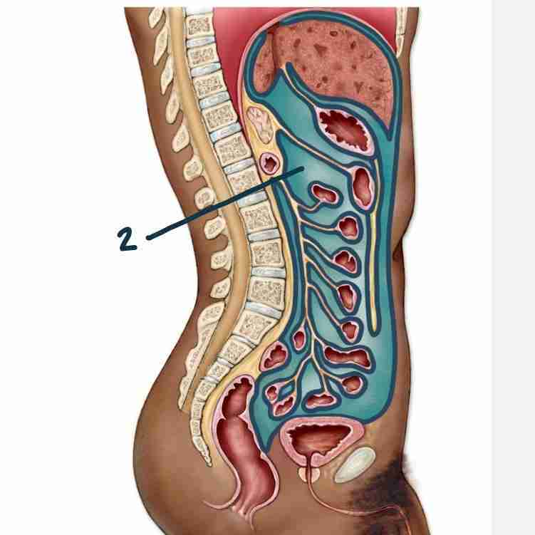 <p>serous membrane in the abdominopelvic cavity - 2</p>