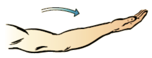 movement at the joint increases the angle between the bones