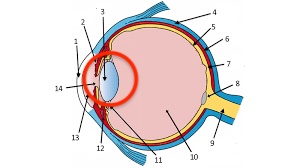 <p>focuses light rays into an image on the retina</p>