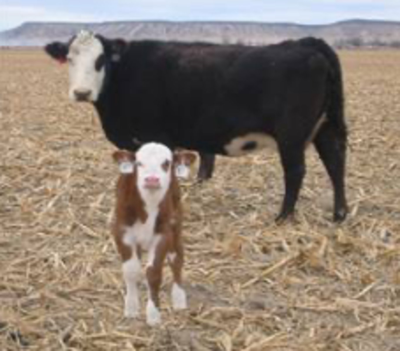 <p>What is this beef cow breed?</p>