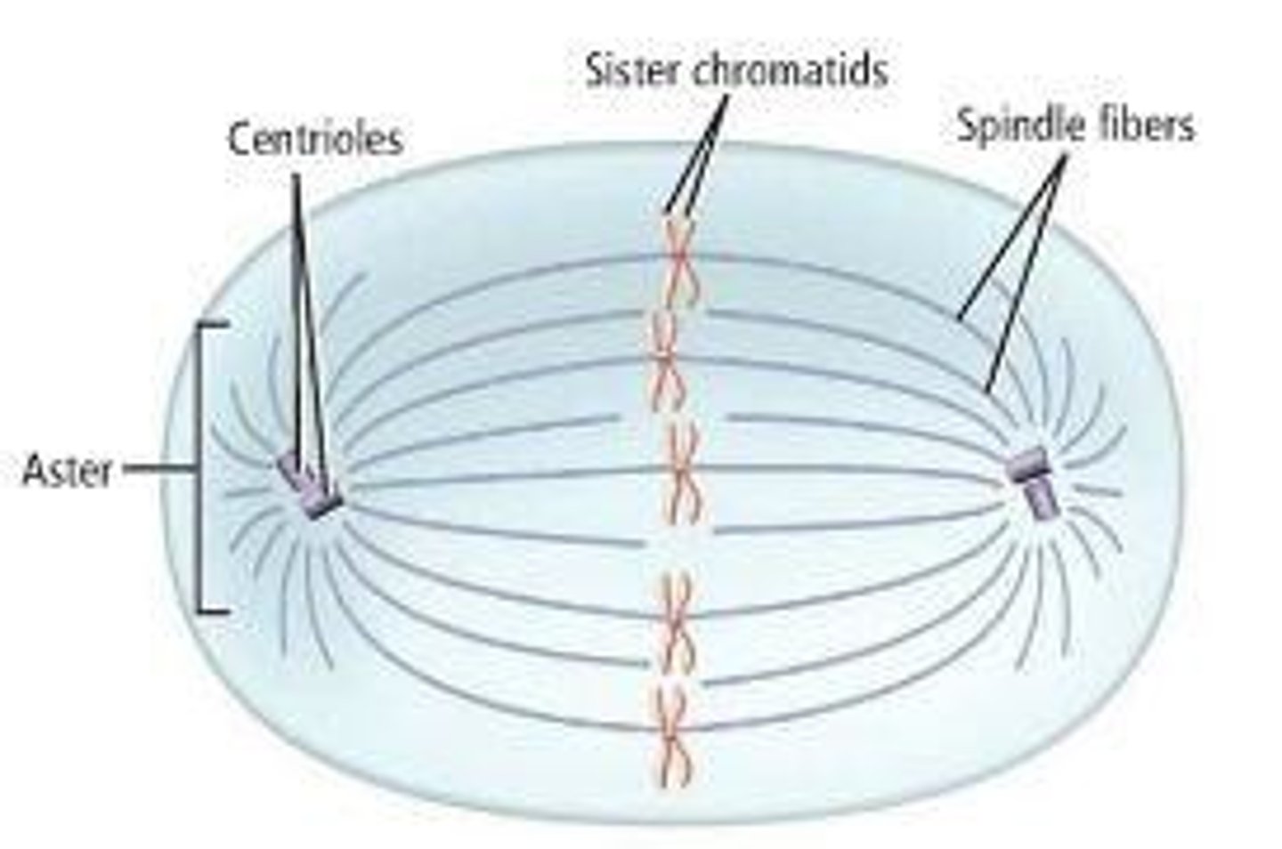 <p>structures that pull chromosomes toward the poles</p>
