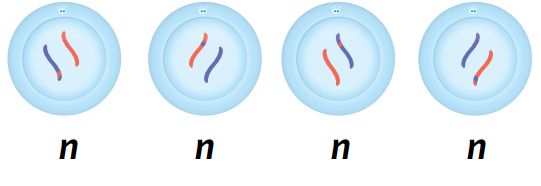 
1. cytokinesis splits each of the chromosome sets at opposite ends of the cell into four new cells. 2. the resulting daughter cells are haploid.