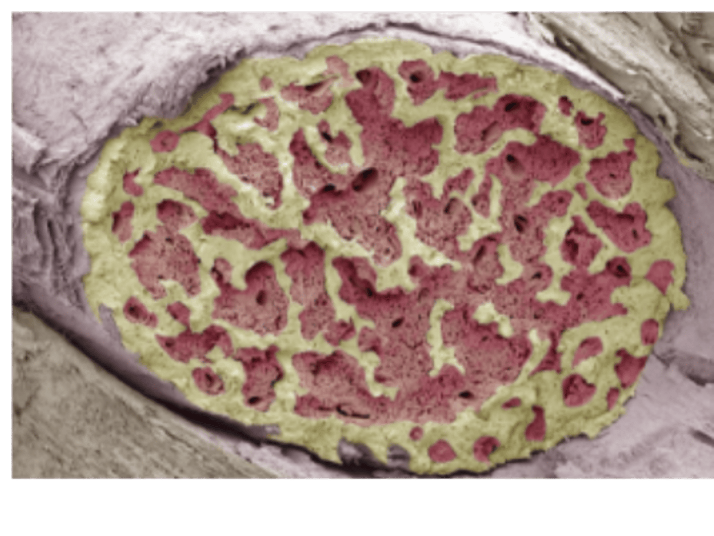 <p>substance found in the spaces formed by the trabecula of spongy bone, responsible for production of blood cells.</p>
