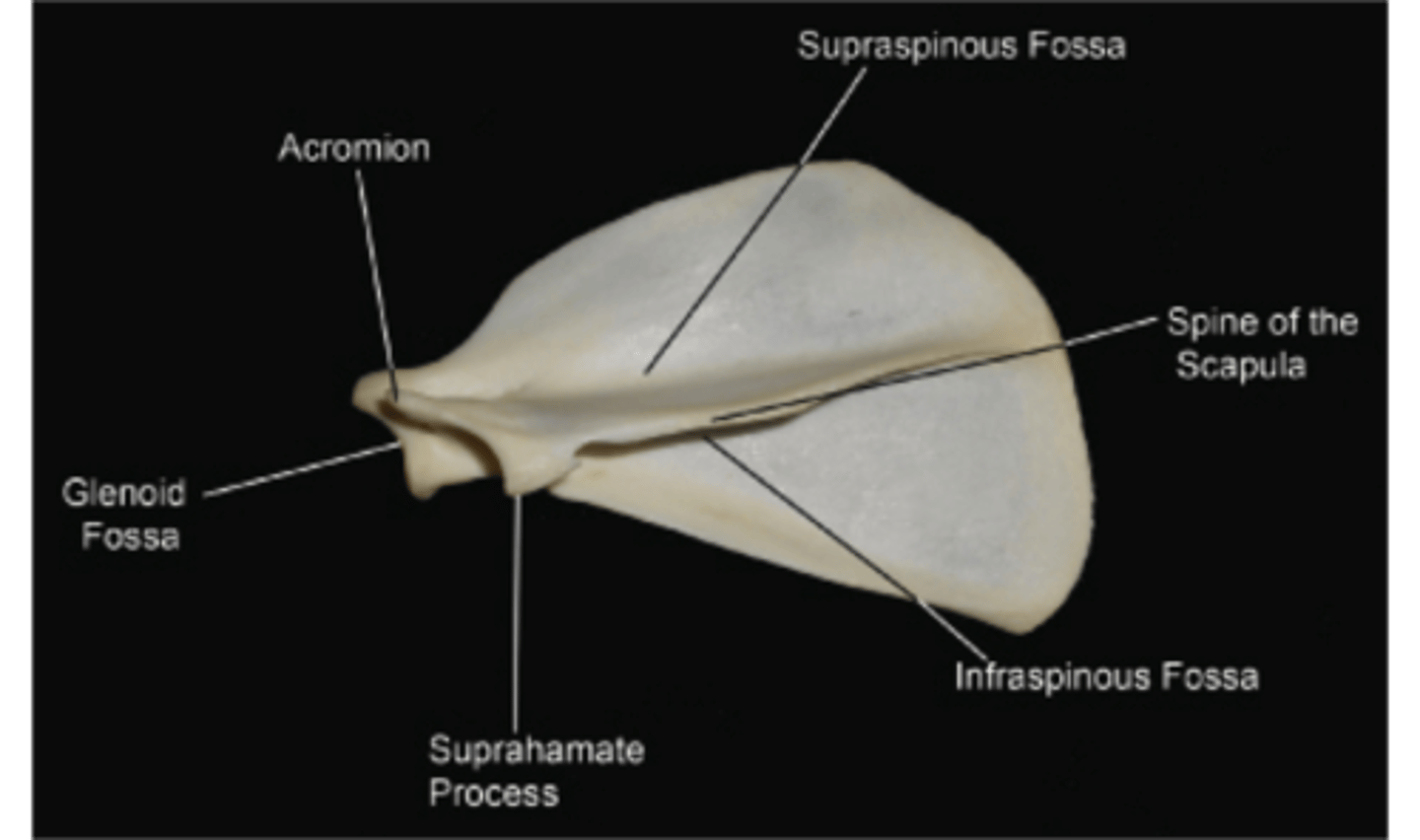 <p>Scapula</p>