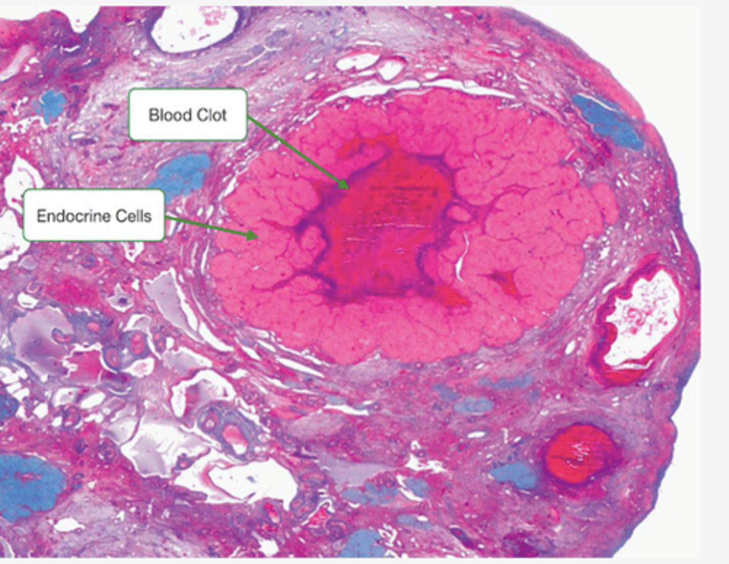 <p>Identify the structure</p>