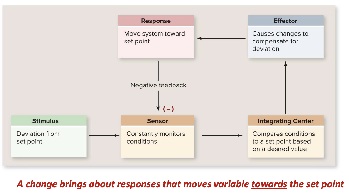 <p>response moves variable OPPOSITE from initial stimulus</p><ul><li><p>variable fluctuates back toward set point (ex: body temp)</p></li></ul><p></p>
