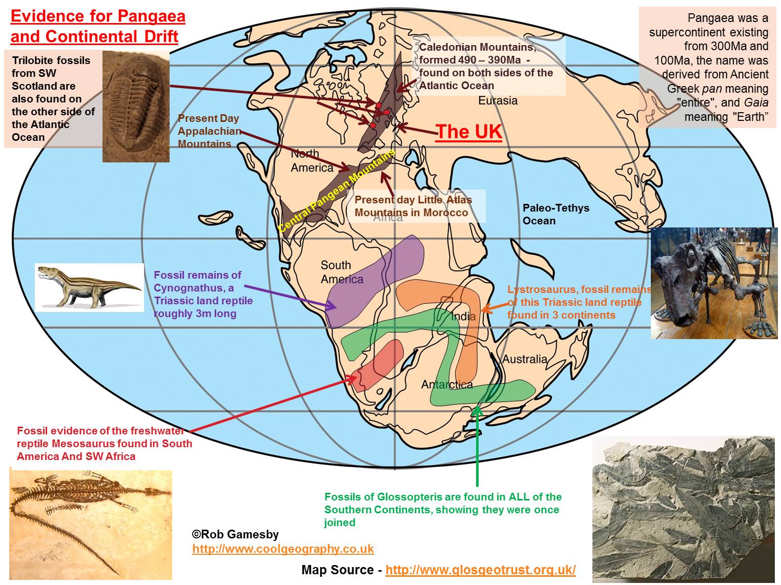 <p>A single supercontinent which comprised of North and South America, Africa and Europe. It was during the late Paleozoic Era until the very late Triassic. 300-200 million years ago. <span>#bringbackPangea2025 #rip</span></p><p><span>Evidence:</span></p><ol><li><p><mark data-color="#ffa784" style="background-color: #ffa784; color: inherit">Continental/Jigsaw Fit-</mark> there is a similarity in the coastlines of eastern south America and west Africa- this best fits at a depth of 1,000 metres below current sea level. Any gaps or overlaps that could disprove this can be explained by coastal erosion, deposition and eustatic and isostatic changes. </p></li><li><p><mark data-color="#fcbe95" style="background-color: #fcbe95; color: inherit">Geological Fit-</mark> Both coastlines have ancient rock outcrops (cratons) over 2,000 million years old of the same rock type. A belt of ancient rocks along the Brazilian coast, for example, matches one in West Africa. </p></li><li><p><mark data-color="#fad0a1" style="background-color: #fad0a1; color: inherit">Glacial Fit-</mark> Indications of widespread glaciation from 380 to 250 million years ago are evident in Antarctica, southern South America, southern Africa, India, and Australia. If these continents were once united around the south polar region, this glaciation would become explicable as a unified sequence of events in time and space. More evidence comes from glacial striations – scratches on the bedrock made by blocks of rock embedded in the ice as the glacier moves. These show the direction of the glacier, and suggest the ice flowed from a single central point.</p></li><li><p><mark data-color="#ffd29e" style="background-color: #ffd29e; color: inherit">Tectonic Fit-</mark> <span>Fragments of an old fold mountain belt between 450 and 400&nbsp;million years ago&nbsp;are found on widely separated continents today. Pieces of the Caledonian fold mountain belt are found in Greenland, Canada, Ireland, England, Scotland and Scandinavia. When these land masses are re-assembled the mountain belt forms a continuous linear feature.</span></p></li><li><p><mark data-color="#ffce97" style="background-color: #ffce97; color: inherit">Fossil evidence-</mark>  The plant Glossopteris is a fern that has been found in Africa, Antarctica, Australia and South America.  It is used as evidence that these continents must have at some point around 250 million years ago been joined.  Mesosaurus is an extinct reptile that has been found in both Africa and South America.  As Mesosaurus was a coastal animal, and therefore could not have+ crossed the Atlantic Ocean</p></li><li><p><mark data-color="#ffce95" style="background-color: #ffce95; color: inherit">Paleomagnetism-</mark><mark data-color="#ffffff" style="background-color: #ffffff; color: inherit"> see flashcard</mark></p><p></p></li><li><p><mark data-color="#ffc98b" style="background-color: #ffc98b; color: inherit">Marine deposits-</mark> Moreover, the earliest marine deposits along the Atlantic coastlines of either South America or Africa are Jurassic in age (approximately 199.6 million to 145.5 million years old), which suggests that the ocean did not exist before that time.</p></li><li><p>Along the Wadati- Benioff foci, the depth of waves shows subduction of the denser basaltic oceanic plates into the upper mantle.</p></li></ol><p></p>