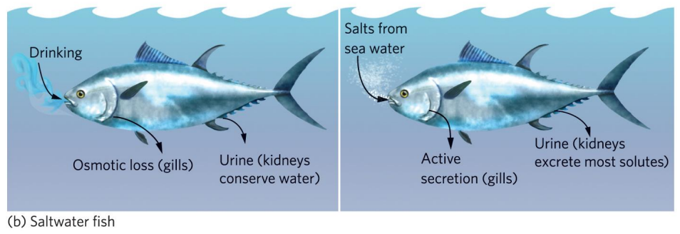 <p>Explain osmoregulation in saltwater fish</p>