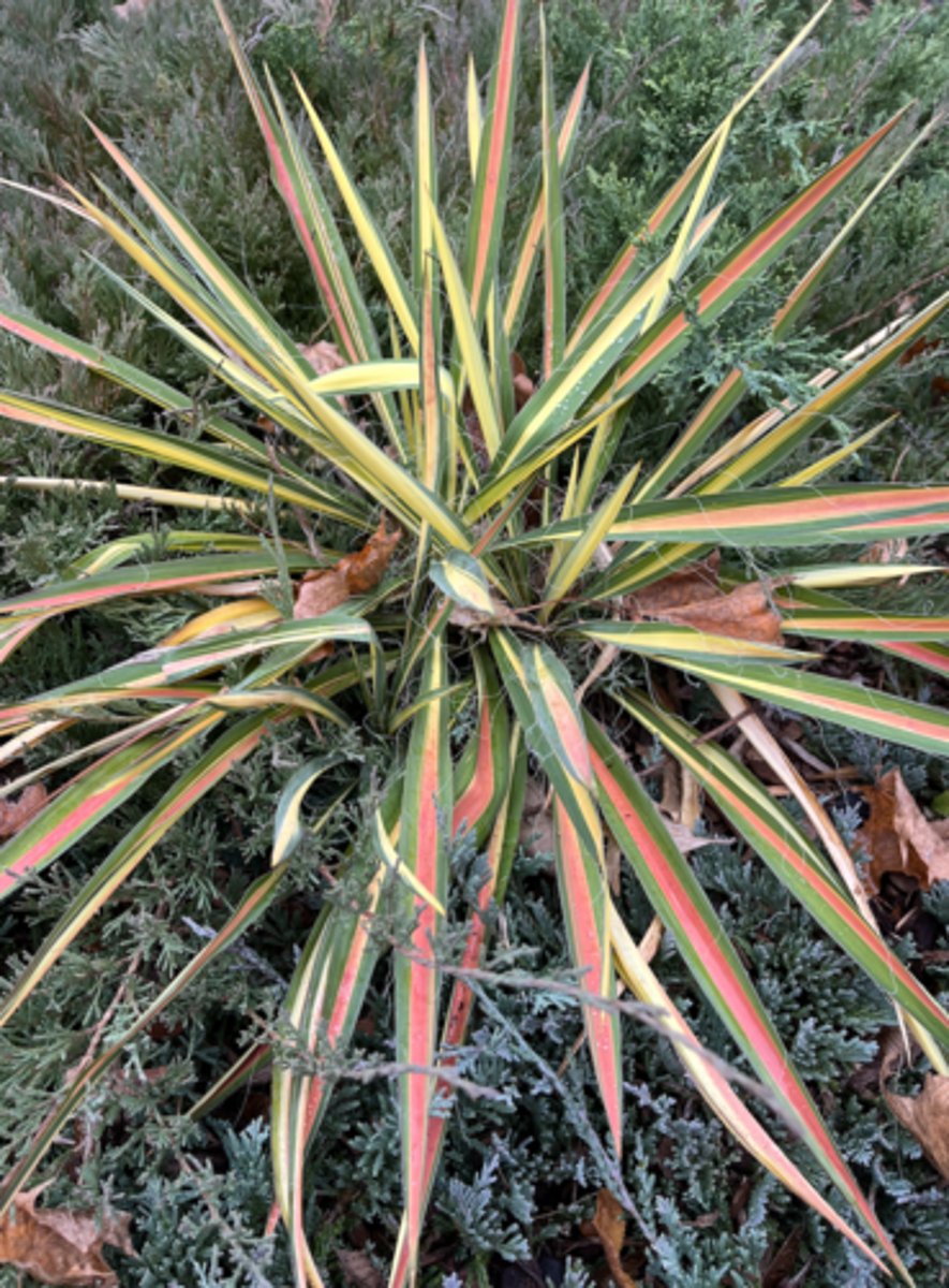 <p>yellow, orange in middle</p>