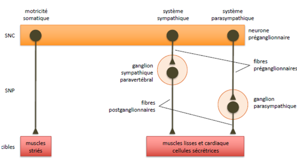 -Neurones moteurs des ganglions sympathiques
paravertébraux (chaine sympathique latérale)
ganglionnaires.
-Neurones moteurs des ganglions
parasympathiques situés à l’intérieur ou à
proximité des organes qu’ils innervent.