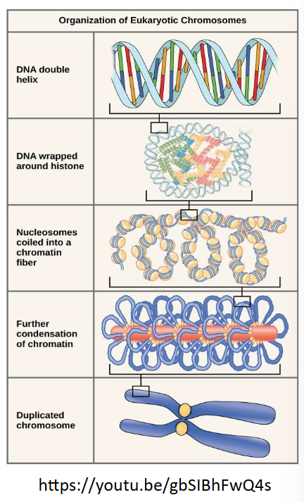 <p>DNA replicates in the <strong> ___ </strong>phase of interphase. after replication, the chromosomes are composed of two linked sister<strong> </strong>________. the connection between the sister chromatids is closest in a region called the ___________.</p>
