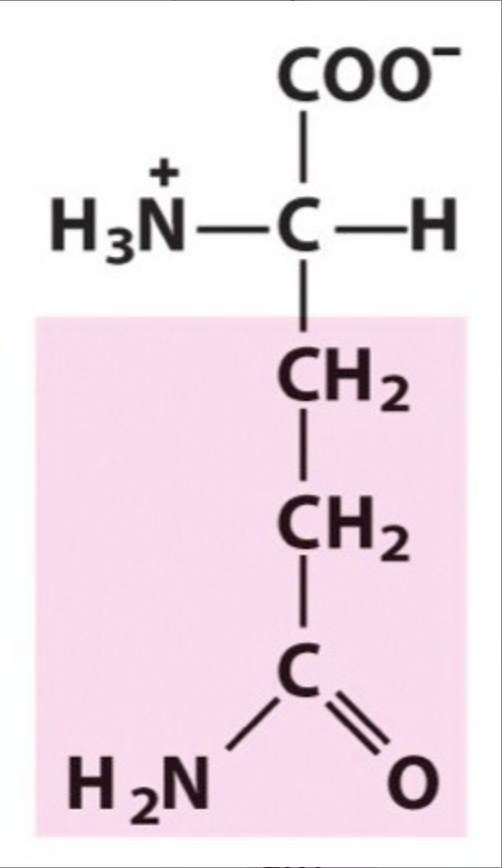 <p><span>Gln / Q. pKa Neutral. IP: 5,65. Polar uncharged, hydrophilic.</span></p>