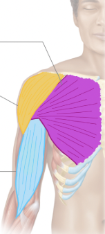 <ul><li><p>Flexes arm</p></li><li><p>Flexes forearm</p></li><li><p><strong>LIGHT BLUE </strong></p></li></ul><p></p>