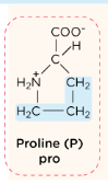 <p>is covalently bonded to the amino group present on the alpha carbon. This hyper-rigid ring structure creates kinks in the polypeptide structure.</p>