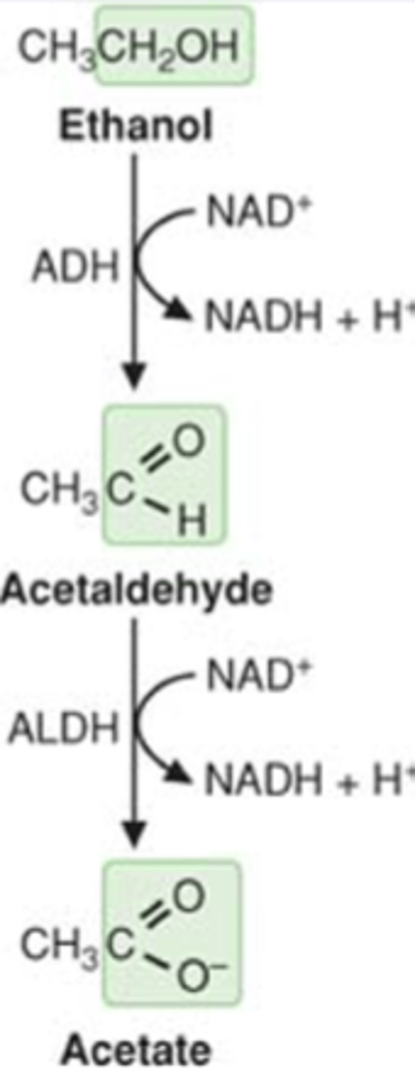 <p>- hyperlipidemia (high FA synthesis, inhibition of fatty acid oxidation->fatty liver)</p><p>-<strong>hypoglycemia (impaired GNG</strong>, pyruvate convert to alternate rxn pathways)</p><p>- <strong>lactic acidosis</strong> (high lactate) </p><p>- Ketogenesis (break down of FA &amp; ketogenic AA) </p><p>- Hyperuricemia (high uric acid)</p>