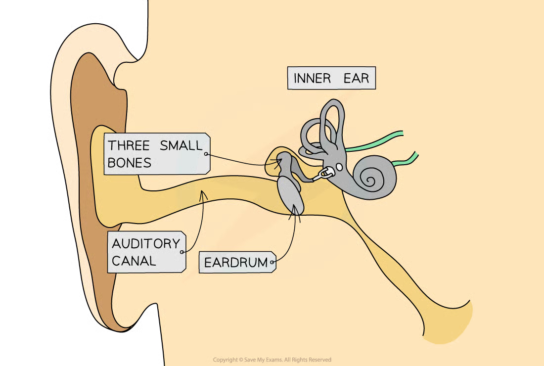 <ul><li><p>Sound waves reach your eardrum through the auditory canal and cause it to vibrate</p></li><li><p>These vibrations are passed on to the ossicles and to the cochlea.</p></li><li><p>The cochlea turns these vibrations into electrical signals</p></li><li><p>These get sent to the brain</p></li><li><p>This is then interpreted as sound</p></li></ul><p></p>