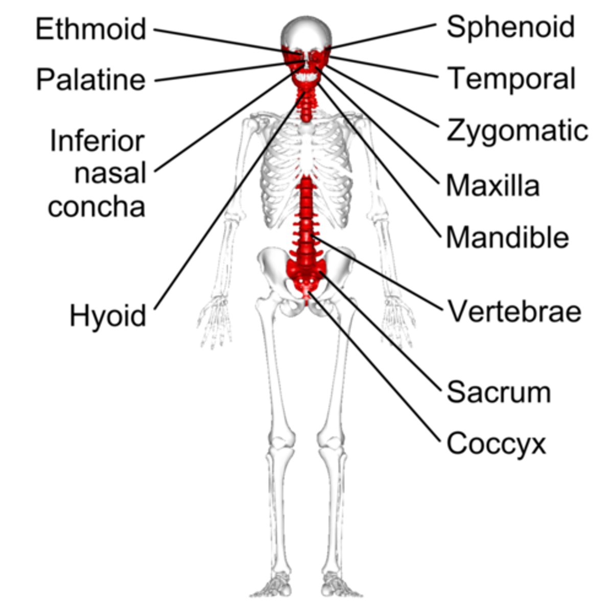 <p>vertebrae; sacrum; pelvis</p>