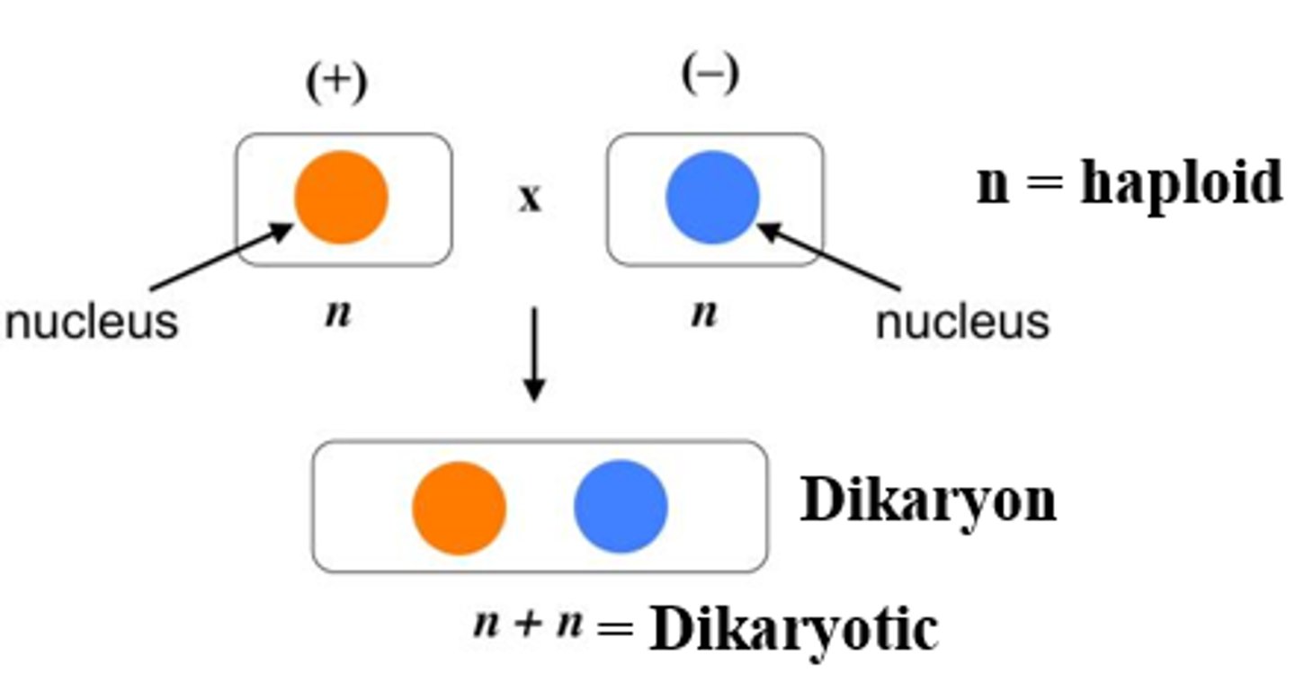 <p>hyphae with cells having 2 different nuclei in each cell.</p>
