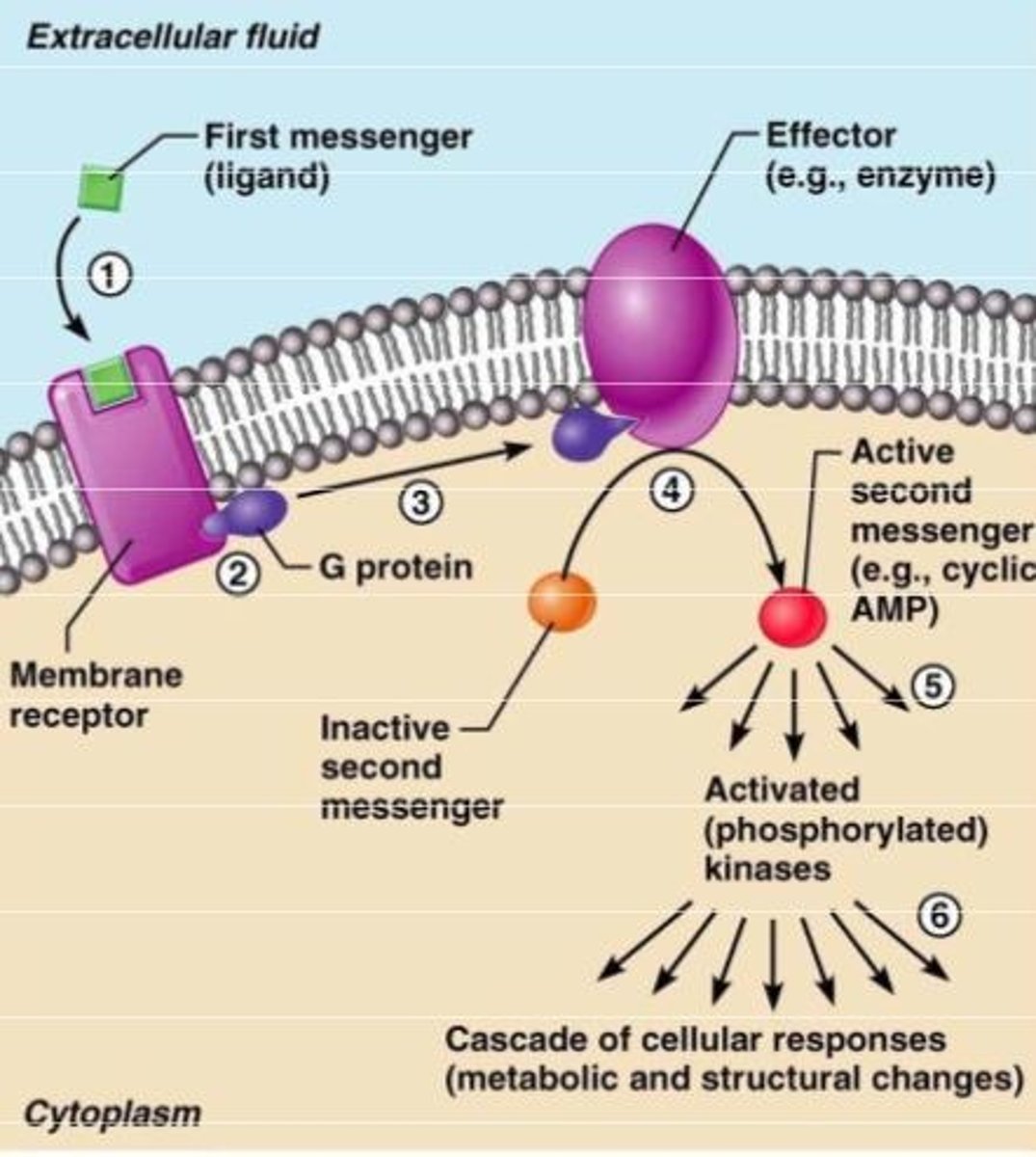 <p>small, non-protein, water-soluble molecules/ions that act as the signaling molecule/ligand</p>