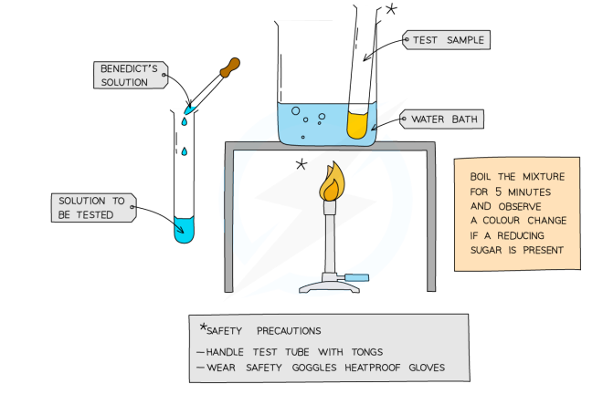 <p>Benedict’s Test</p><ul><li><p>add a few drops of bright blue reagent to the sample</p></li><li><p>heat in very hot water for 5 mins</p></li><li><p>observe if there’s a colour change</p></li><li><p>positive result: blue>green>yellow>orange>brick red (depending on conc.)</p></li></ul><p></p>