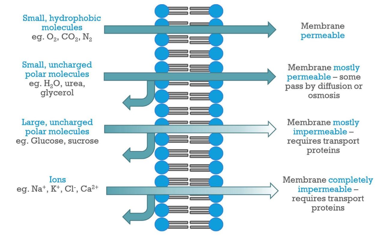 <p>Membrane Permeability</p>