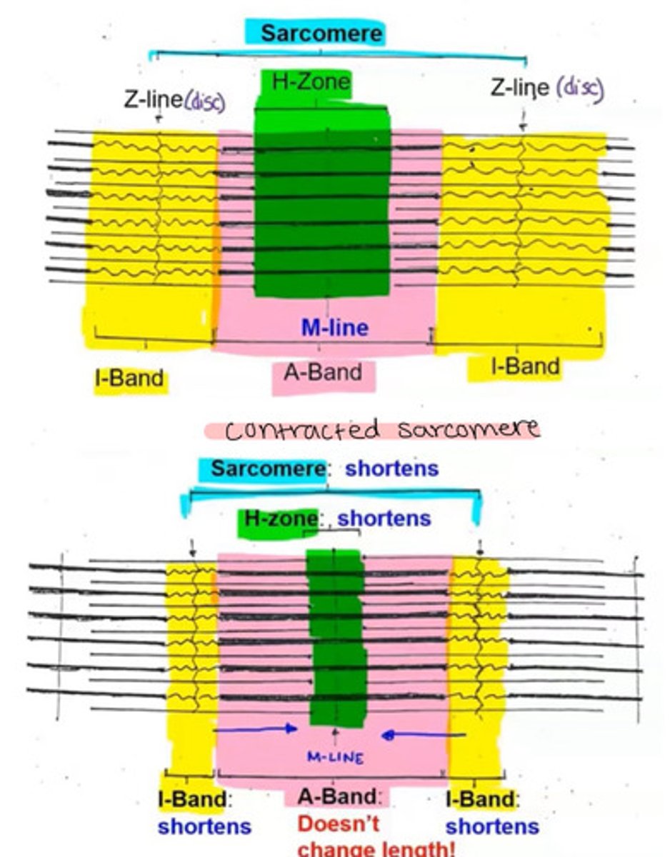<p>Sarcomere: shortens</p><p>I-band: shortens</p><p>A-band: doesn't change</p><p>H-zone: shortens</p>