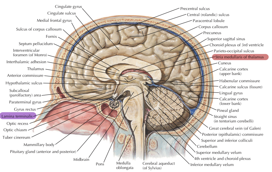 <p>nadwzgórze (epithalamus)</p><ul><li><p>prążek rdzenny wzgórza (medullary stria of thalamus)</p></li><li><p>uzdeczka (habenula)</p></li><li><p>trójkąt uzdeczki (habenular triangle)</p></li><li><p>spoidło uzdeczek (habenular commissure)</p></li><li><p>szyszynka (pineal gland)</p></li><li><p>spoidło tylne (posterior commissure)</p></li></ul>