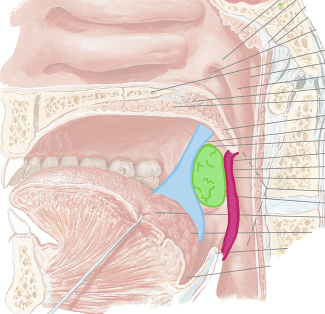 <p><span>What is located between the palatoglossal and palatopharyngeal arches?</span></p>