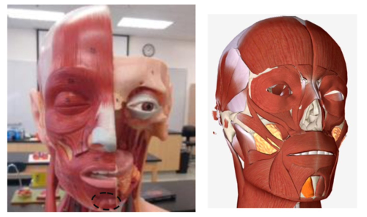 <p>chin/ muscle on the mental protuberance of the mandible</p>