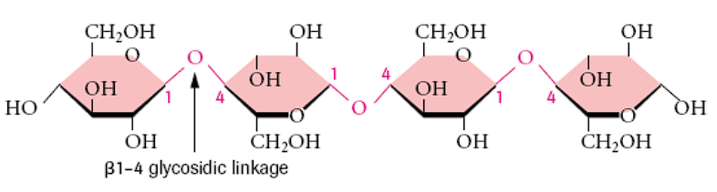 <p>beta-1-4 glycosidic linkages</p>