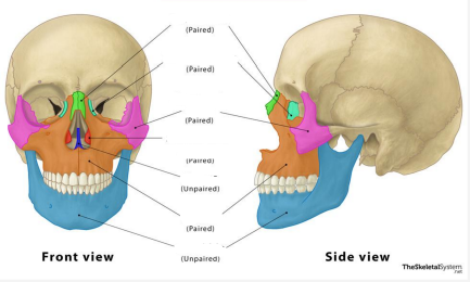 <p>located at the back of the nasal cavity</p>