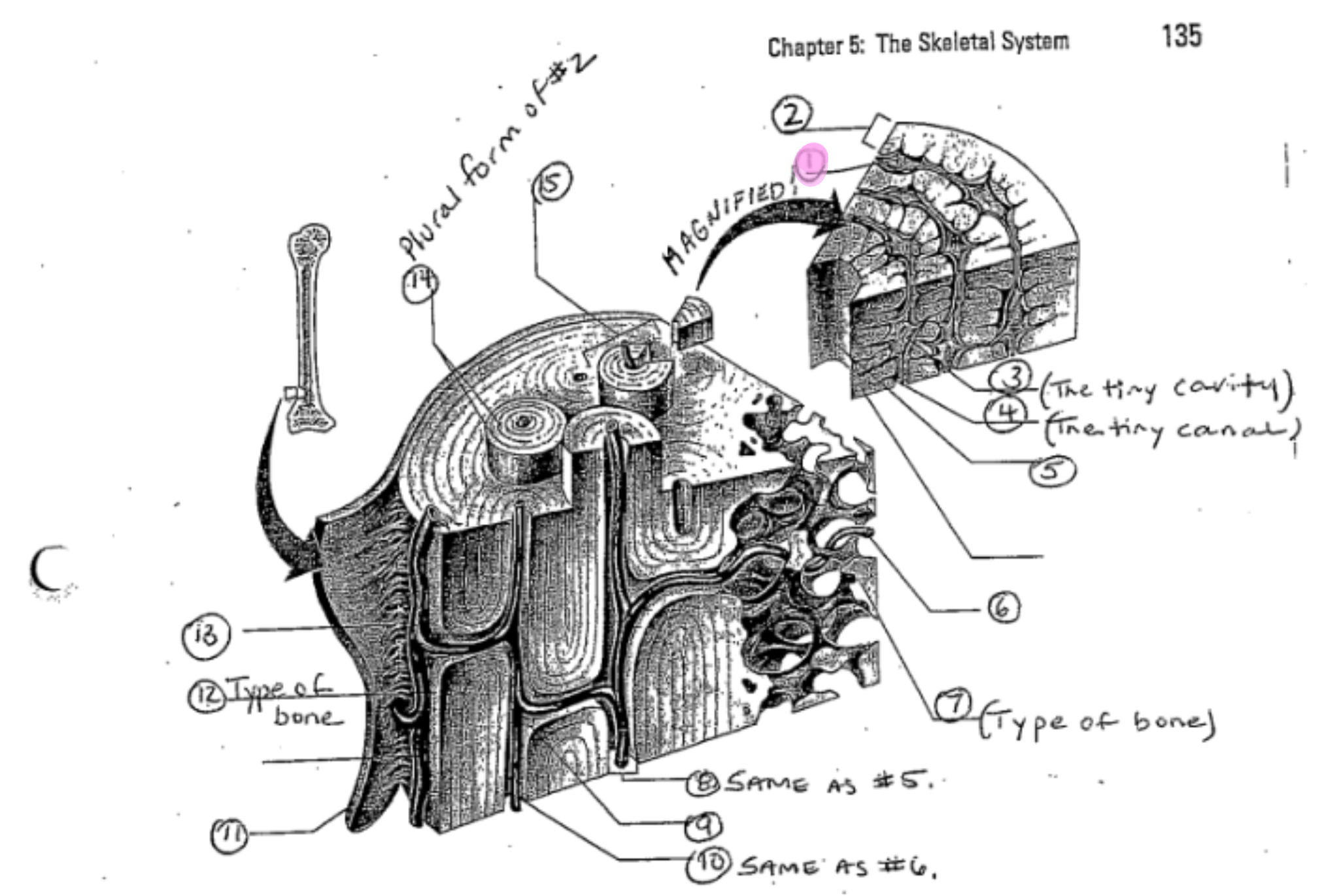 term image