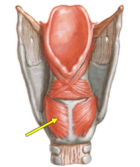 <p>The muscle indicated by the arrow has which primary action on the vocal folds?</p><p></p><ul><li><p>Abduction</p></li><li><p>Adduction</p></li><li><p>Decreasing tension</p></li><li><p>Increasing tension</p></li><li><p>Minute changes in tension</p></li></ul><p></p>